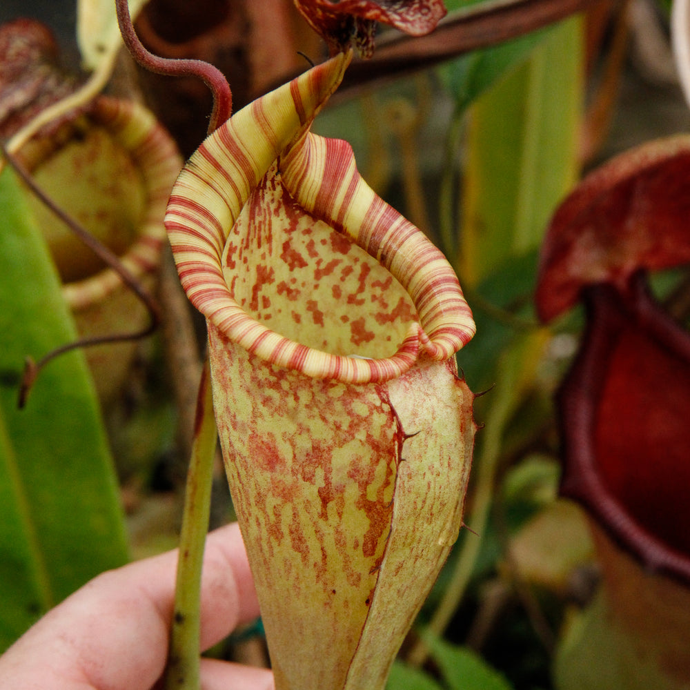 
                      
                        Nepenthes maxima, BE-3067
                      
                    