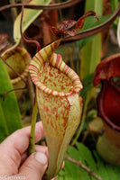 Nepenthes maxima, BE-3067
