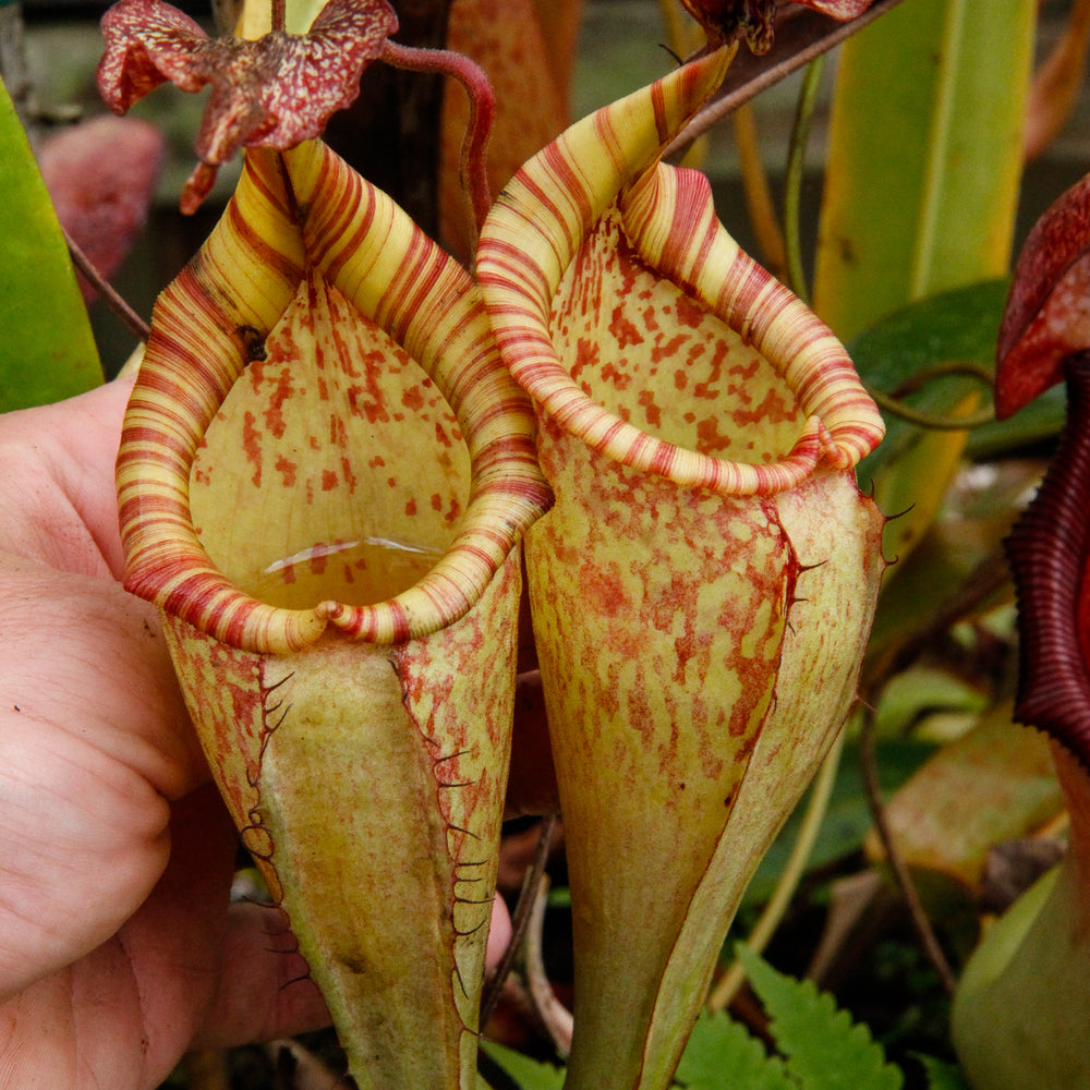 
                      
                        Nepenthes maxima, BE-3067
                      
                    