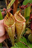 Nepenthes maxima, BE-3067