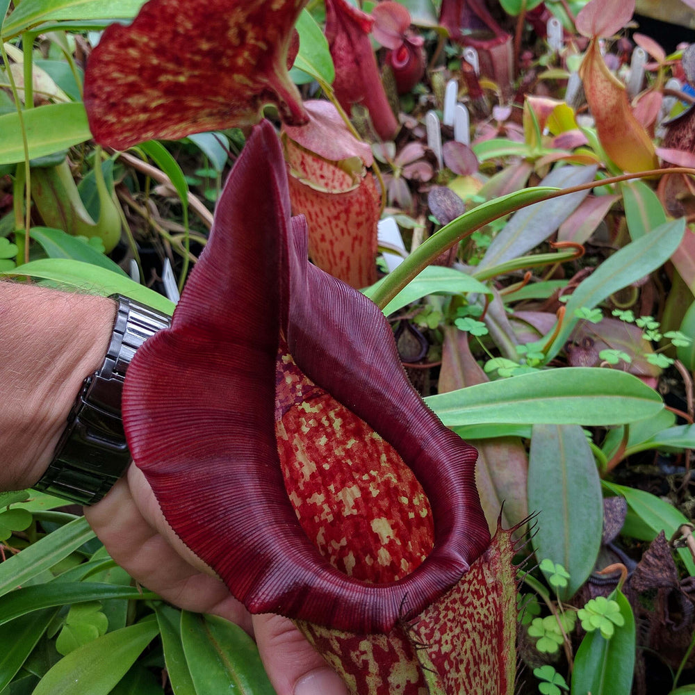 Nepenthes maxima, BE-3067