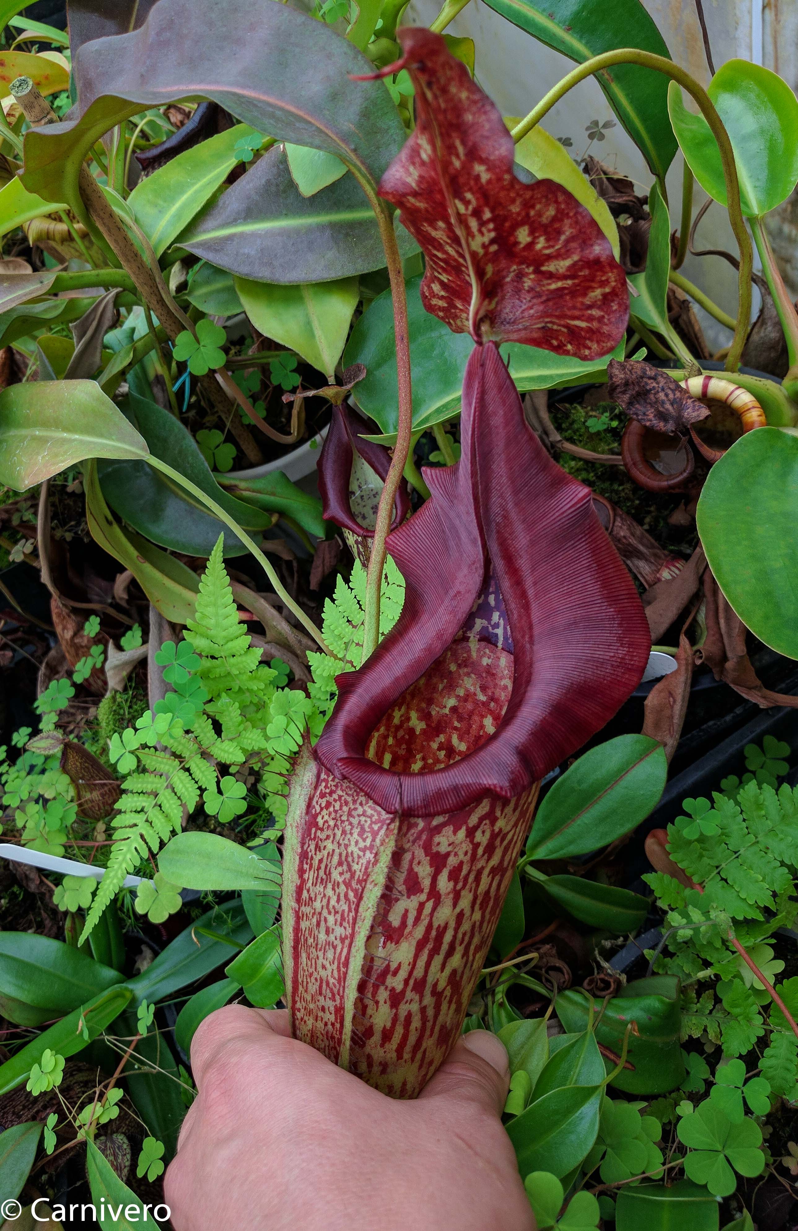 Nepenthes maxima, BE-3067 – Carnivero