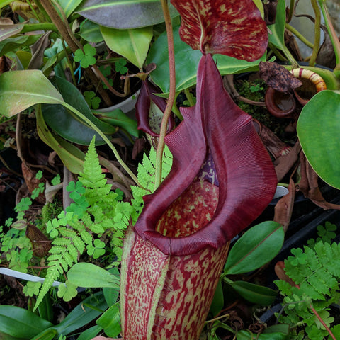 Hand holding a large burgundy Nepenthes maxima BE-3067 pitcher with speckled interior.