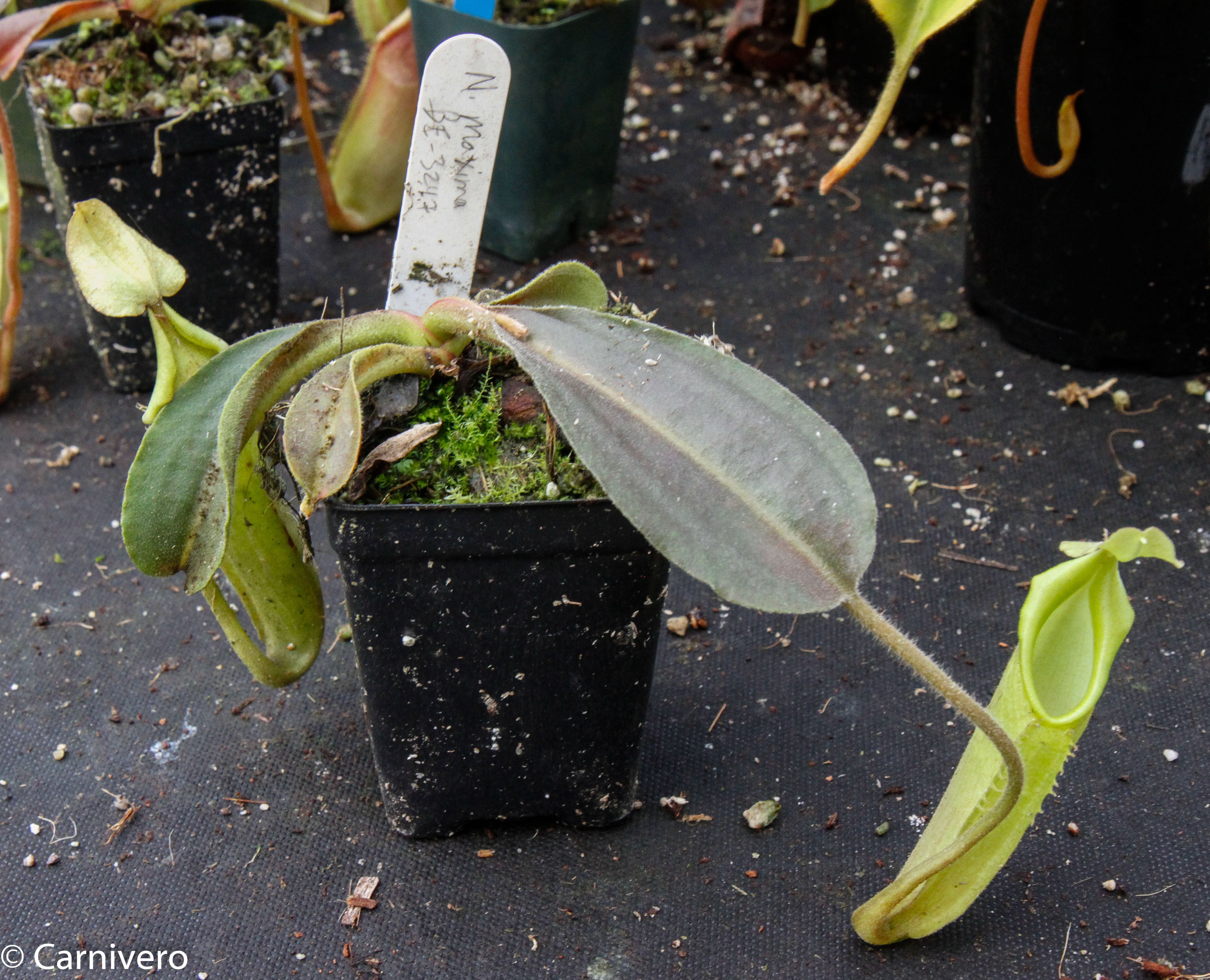Nepenthes maxima BE-3543 – Carnivero