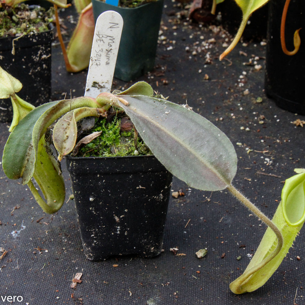 
                      
                        Nepenthes maxima BE-3543
                      
                    