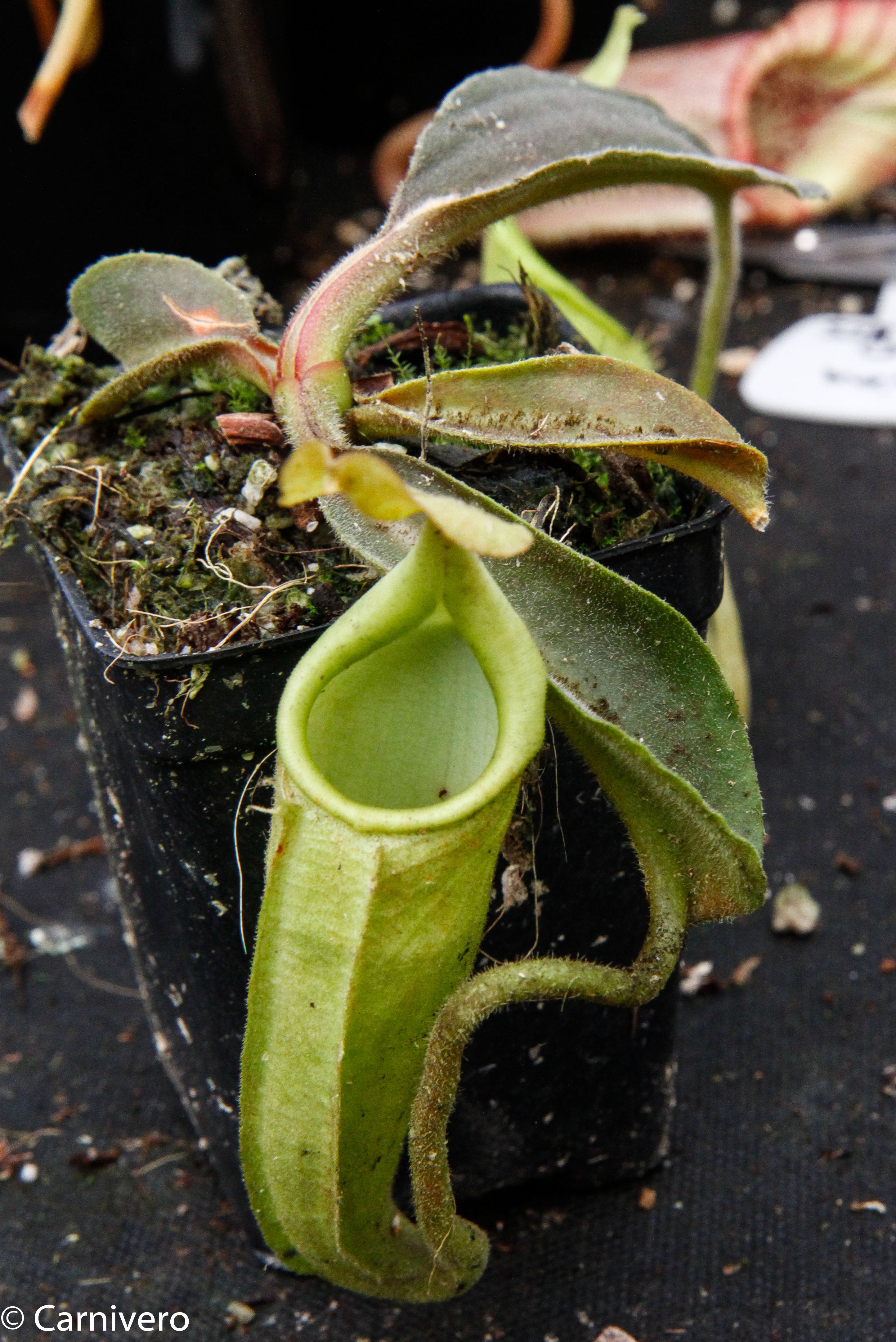 Nepenthes maxima BE-3543 – Carnivero