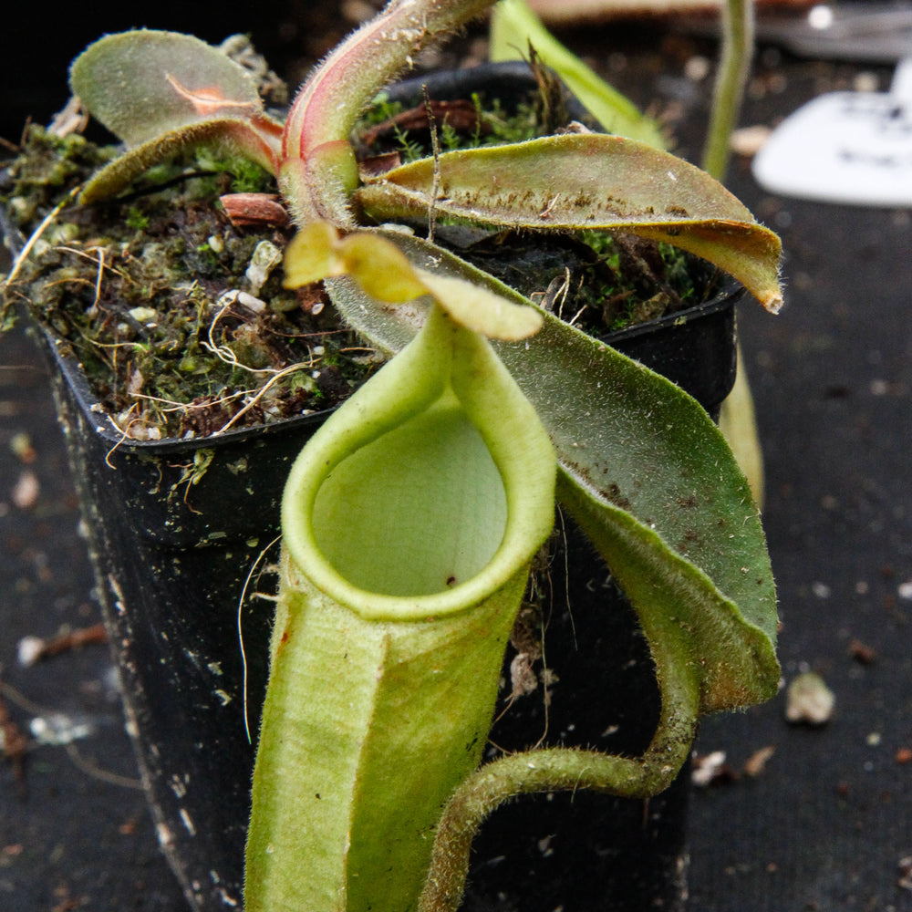 
                      
                        Nepenthes maxima BE-3543
                      
                    