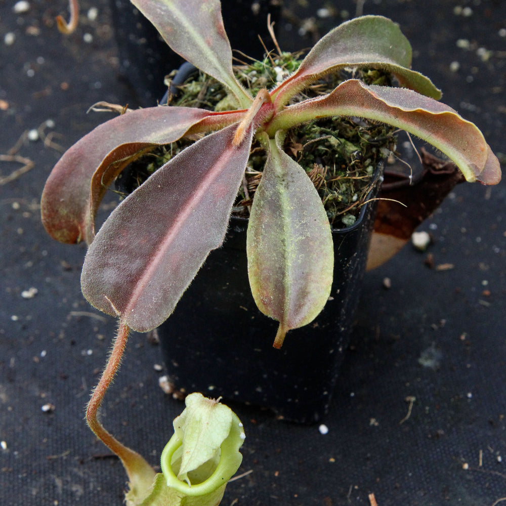 
                      
                        Nepenthes maxima BE-3543
                      
                    