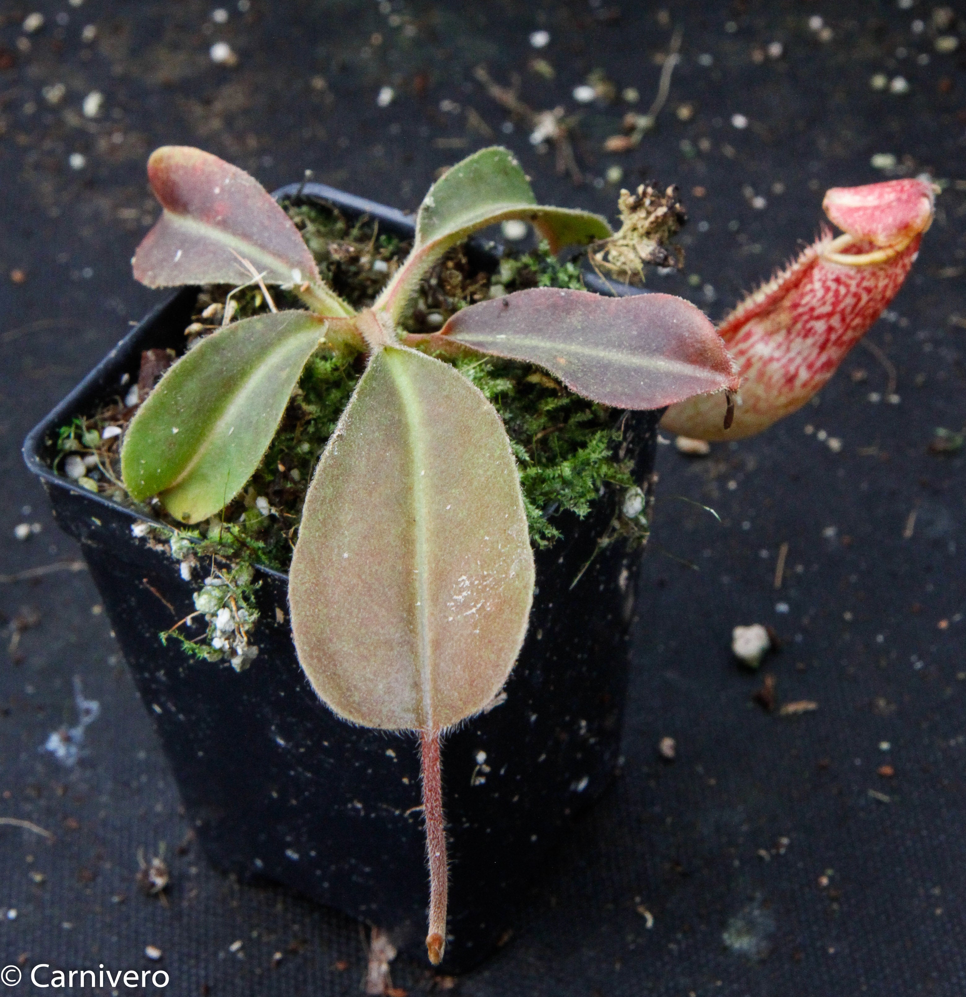 Nepenthes maxima BE-3543 – Carnivero
