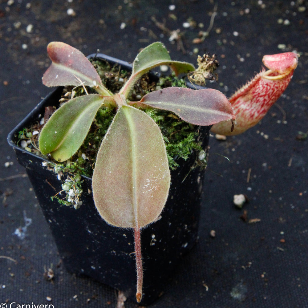
                      
                        Nepenthes maxima BE-3786
                      
                    