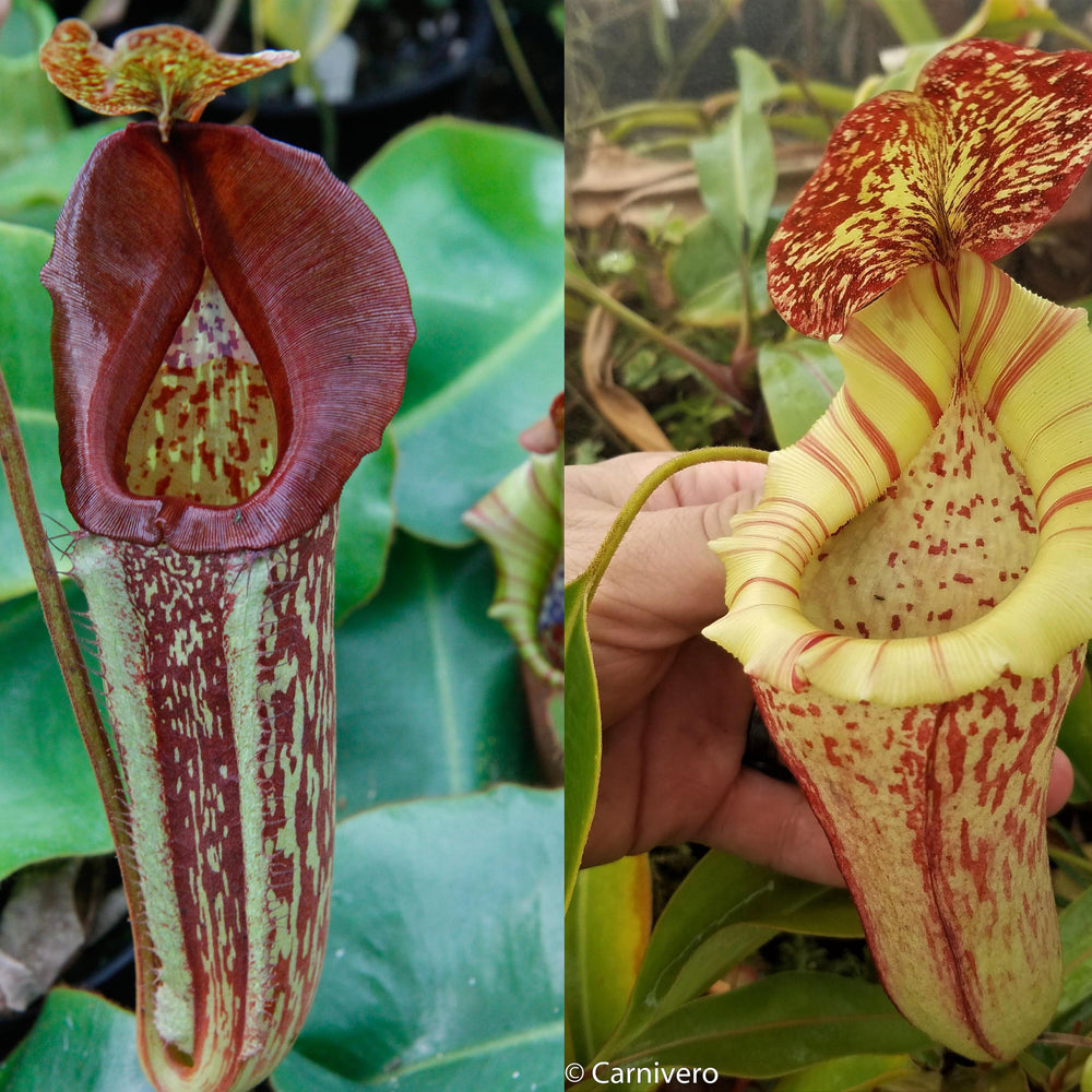 
                      
                        Nepenthes maxima "Pieriensis" x [(lowii x veitchii) x boschiana]-white, CAR-0050
                      
                    