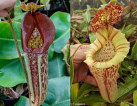 Nepenthes maxima "Pieriensis" x [(lowii x veitchii) x boschiana]-white, CAR-0050