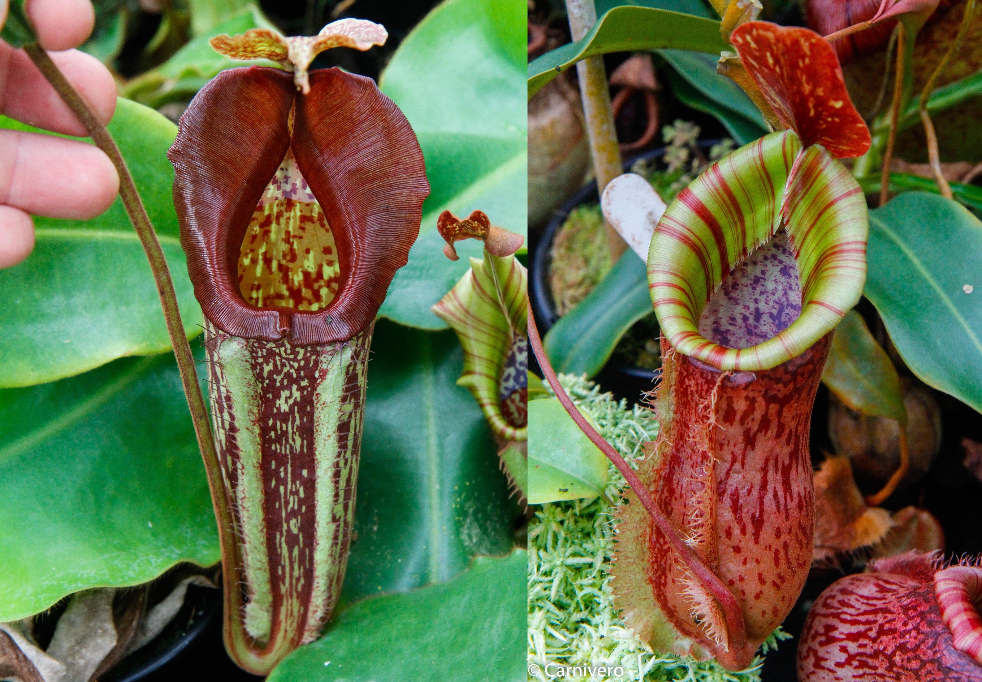 ビリケン Nepenthes maxima 