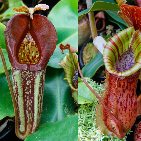Two Nepenthes maxima Pieriensis hybrid pitchers, left dark maroon interior, right lime green with red stripes