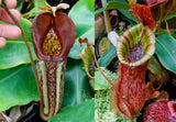 Nepenthes maxima "Pieriensis" x {bellii x [veitchii x (maxima x veitchii)]} , CAR-0088