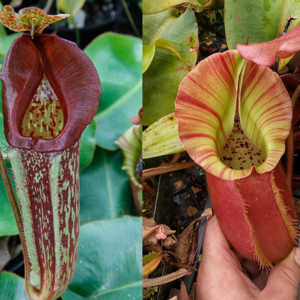 
                      
                        Nepenthes maxima "Pieriensis" x veitchii "Pink Candy Cane", CAR-0049
                      
                    