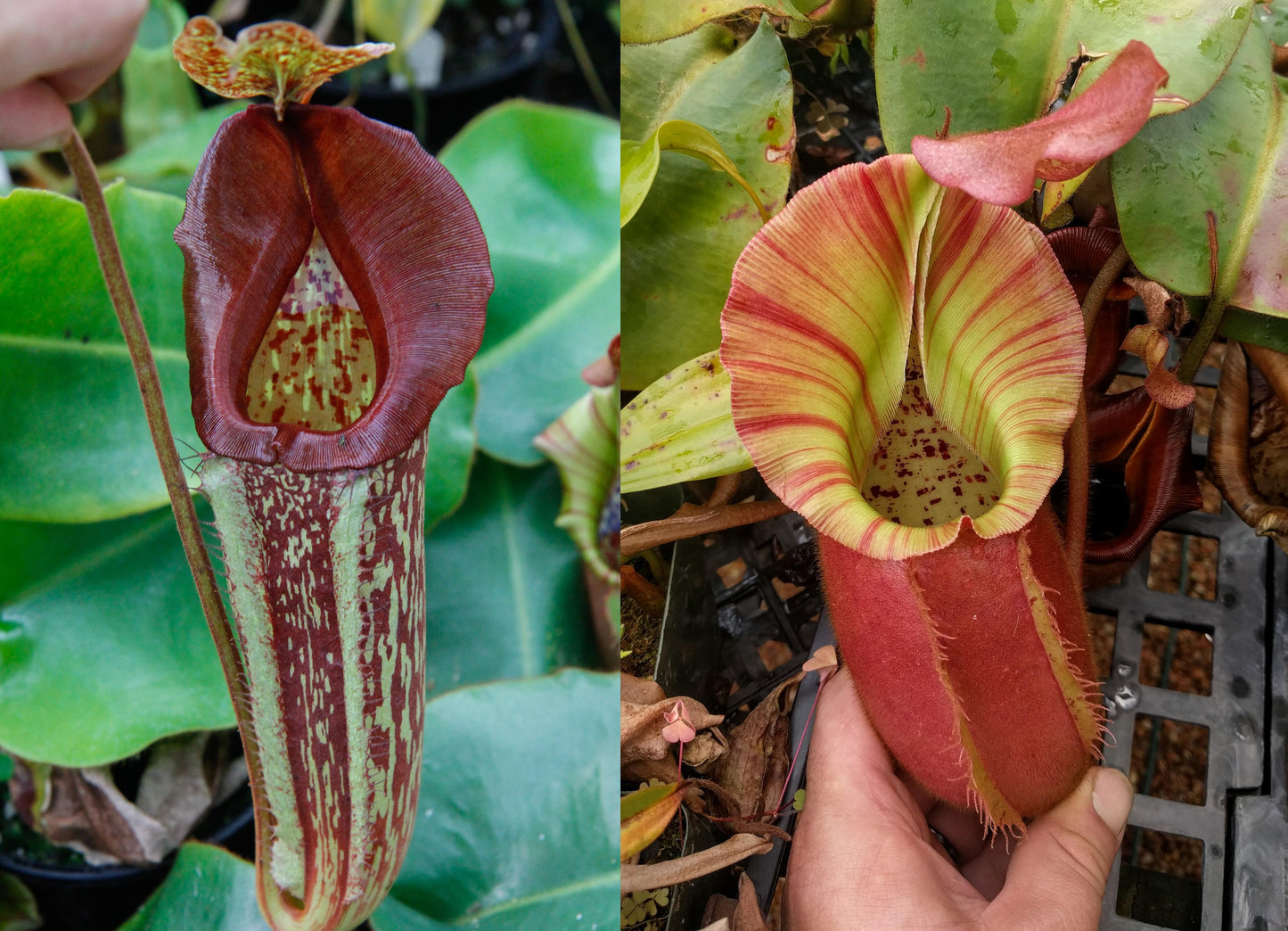 Nepenthes maxima 