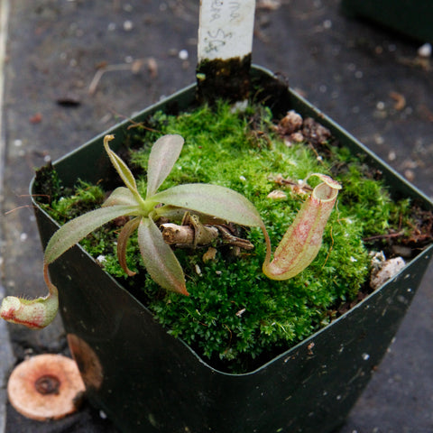 Nepenthes maxima Tentena pitcher plant in a mossy pot with a handwritten tag