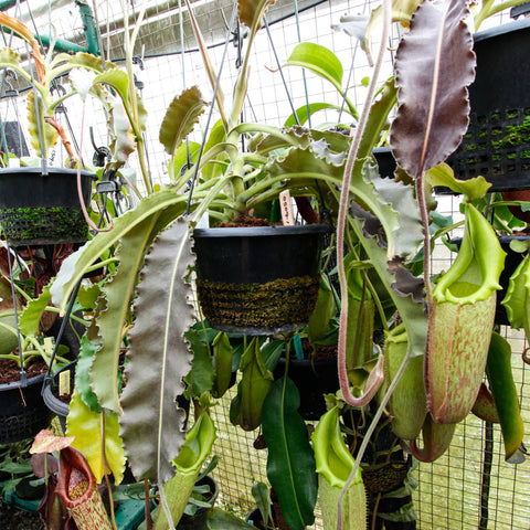 Nepenthes maxima BE-3907 with long wavy leaves and tall curved pitchers hanging in a greenhouse
