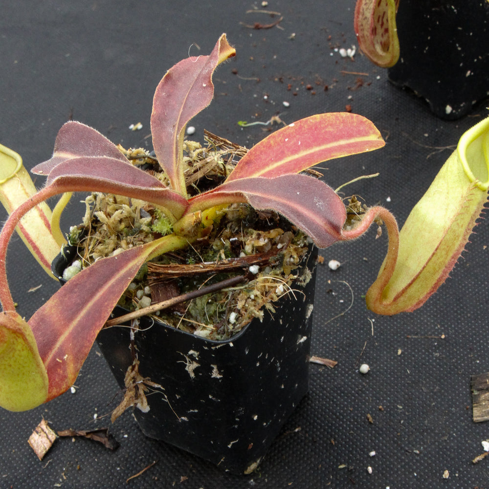 
                      
                        Nepenthes maxima, BE-3907
                      
                    