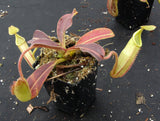 Nepenthes maxima, BE-3907