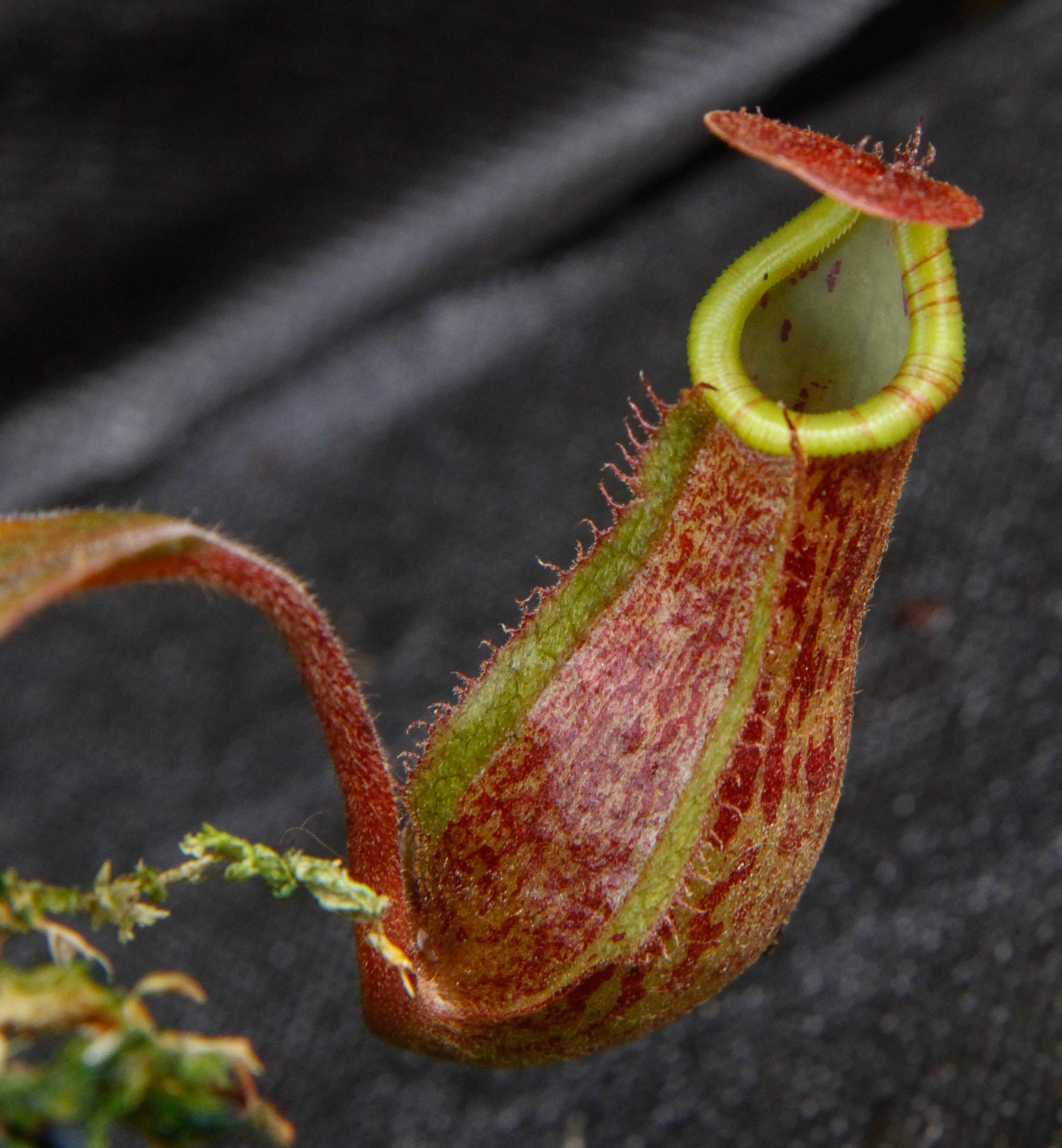 Nepenthes maxima 