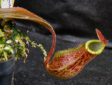 Nepenthes maxima "Pieriensis" x {bellii x [veitchii x (maxima x veitchii)]} , CAR-0088