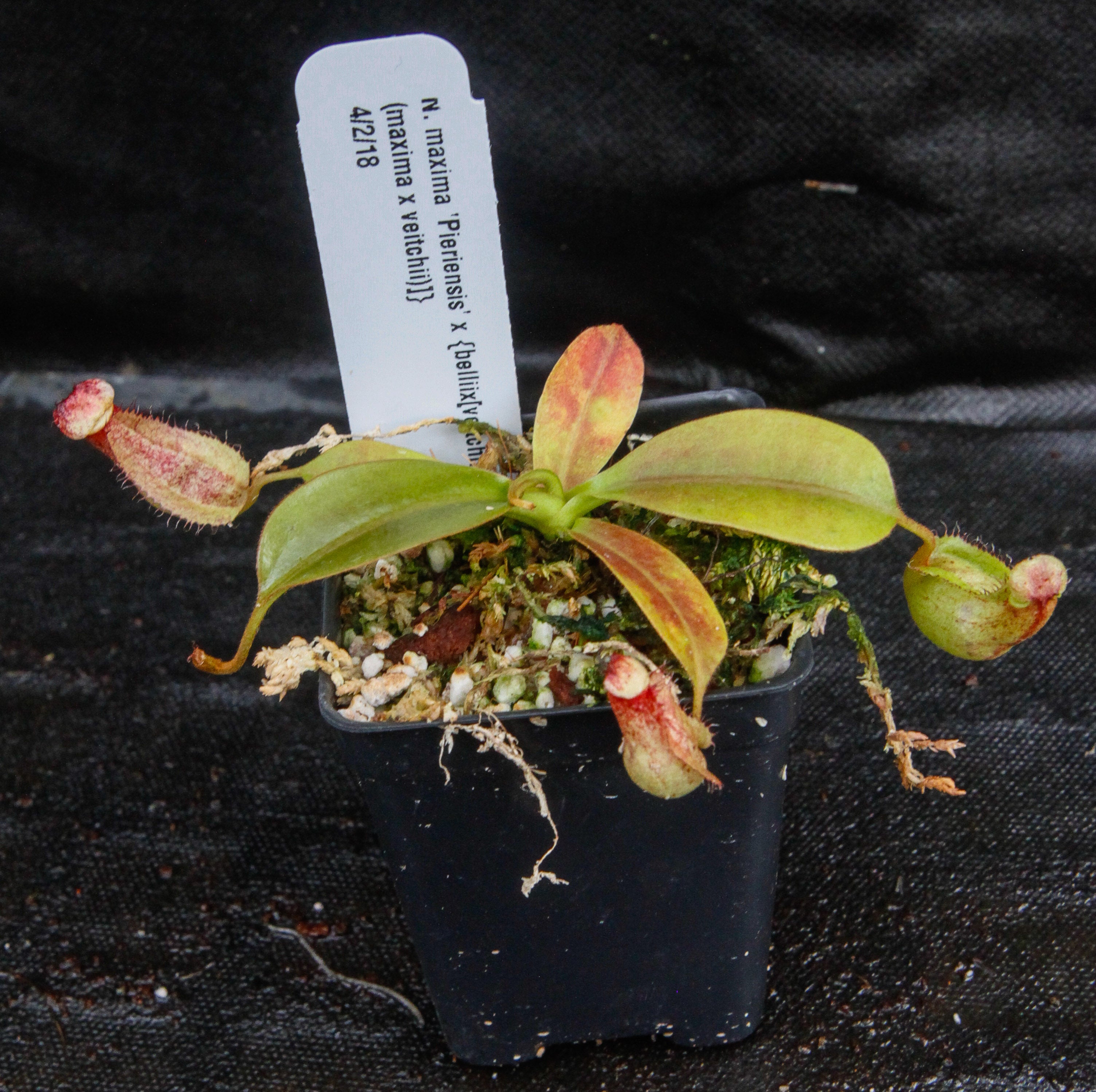 ビリケン Nepenthes maxima 