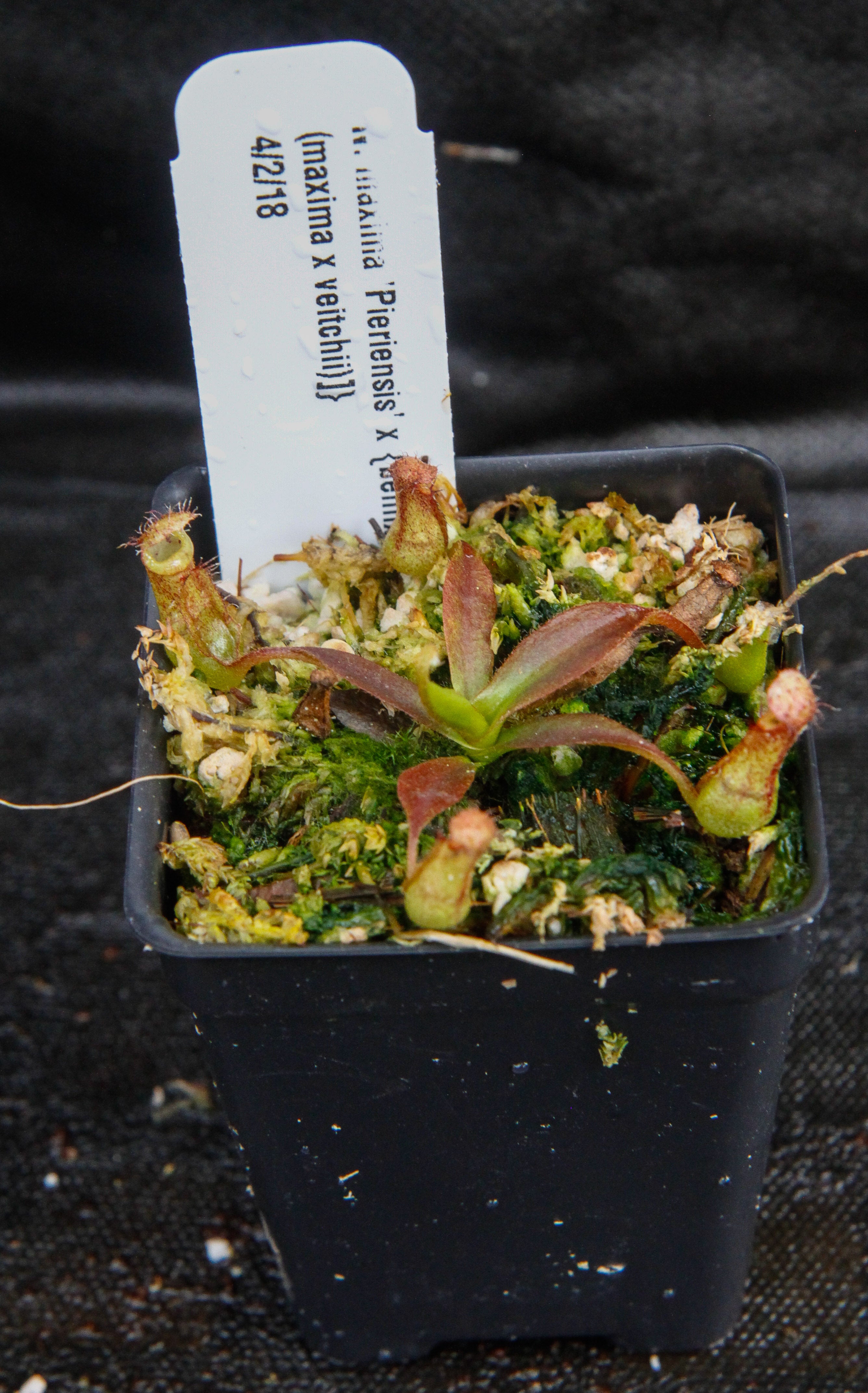Nepenthes maxima 