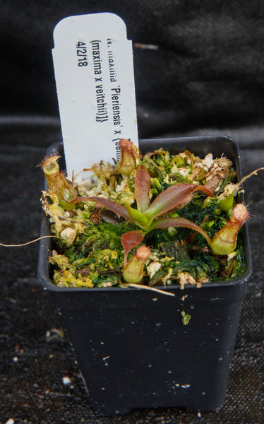 Nepenthes maxima "Pieriensis" x {bellii x [veitchii x (maxima x veitchii)]} , CAR-0088