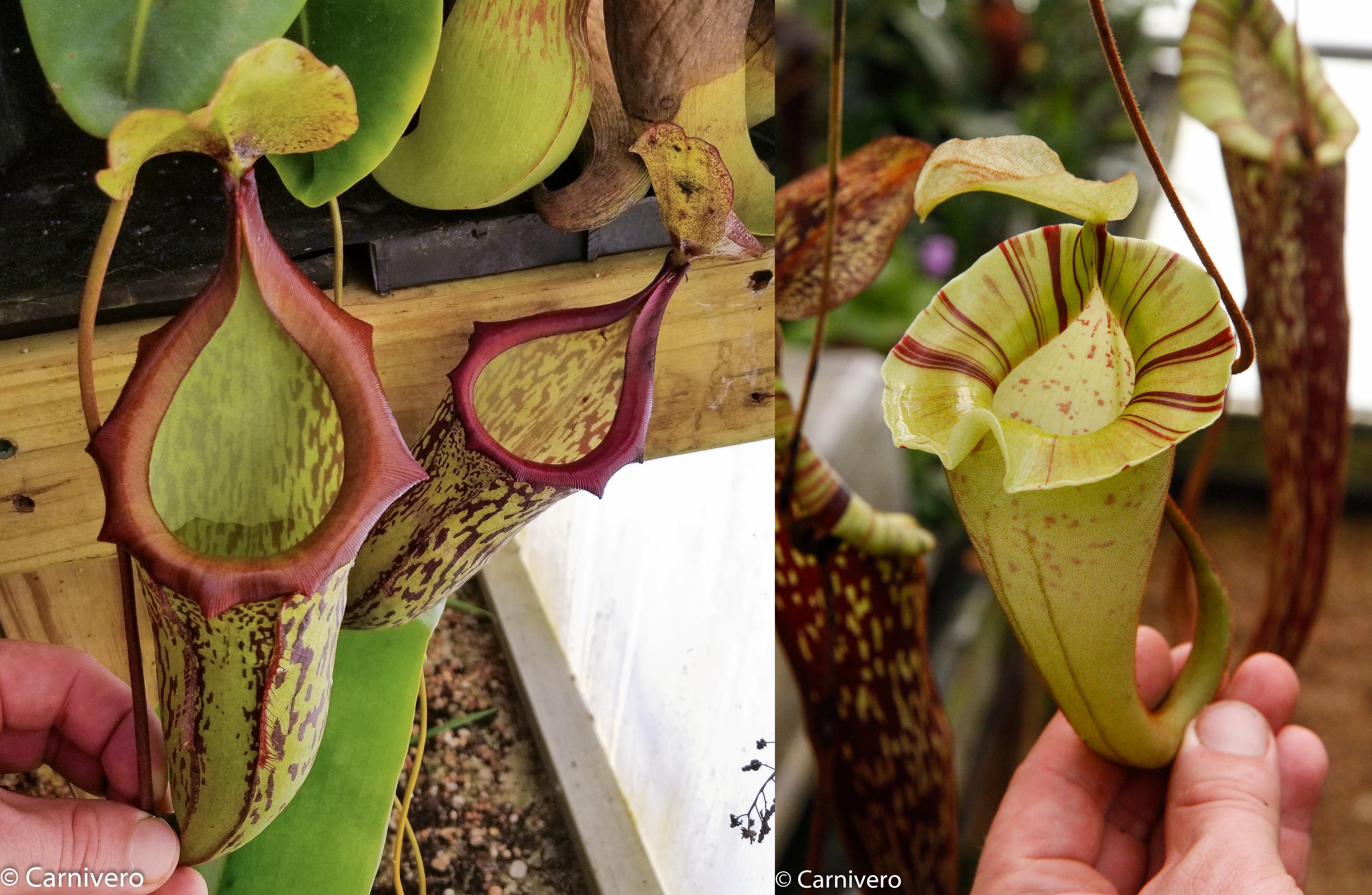 Nepenthes (maxima x campanulata) x platychila 