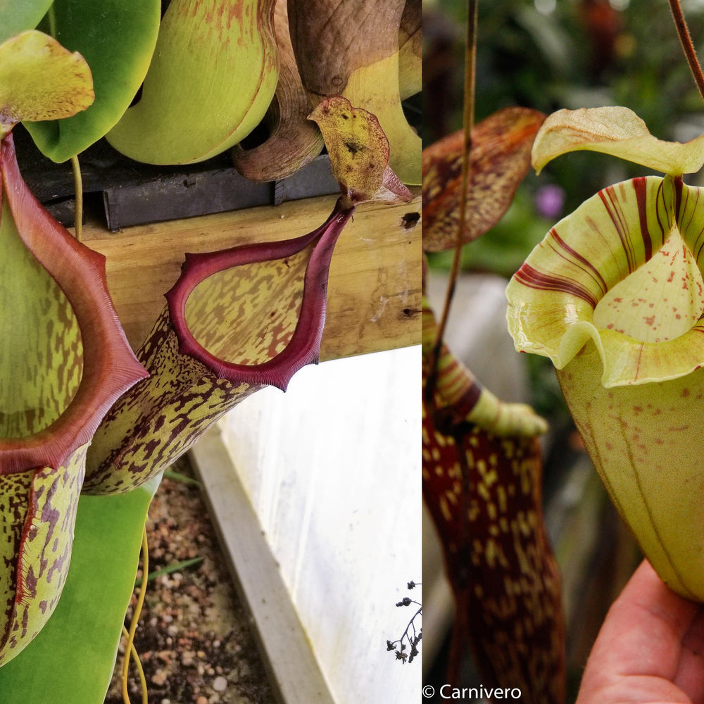
                      
                        Nepenthes (maxima x campanulata) x platychila "white", CAR-0089
                      
                    