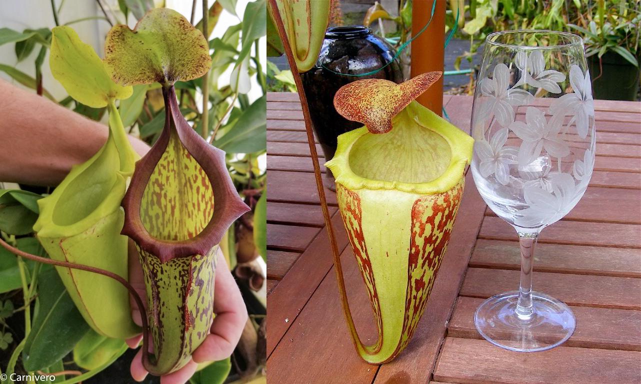 ✨アンコキーヌ✨バタフライガーデンゴールドべゼル✨パープル✨箱無し✨ Nepenthes (maxima x campanulata) x Hamakua 'Ninole', CAR-0057