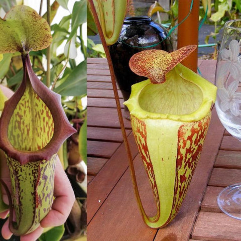 Nepenthes maxima campanulata Hamakua Ninole pitchers left purple edged and right yellow speckled shown beside a glass