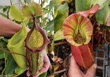 Nepenthes (maxima x campanulata) x veitchii "Pink Candy Cane", CAR-0055