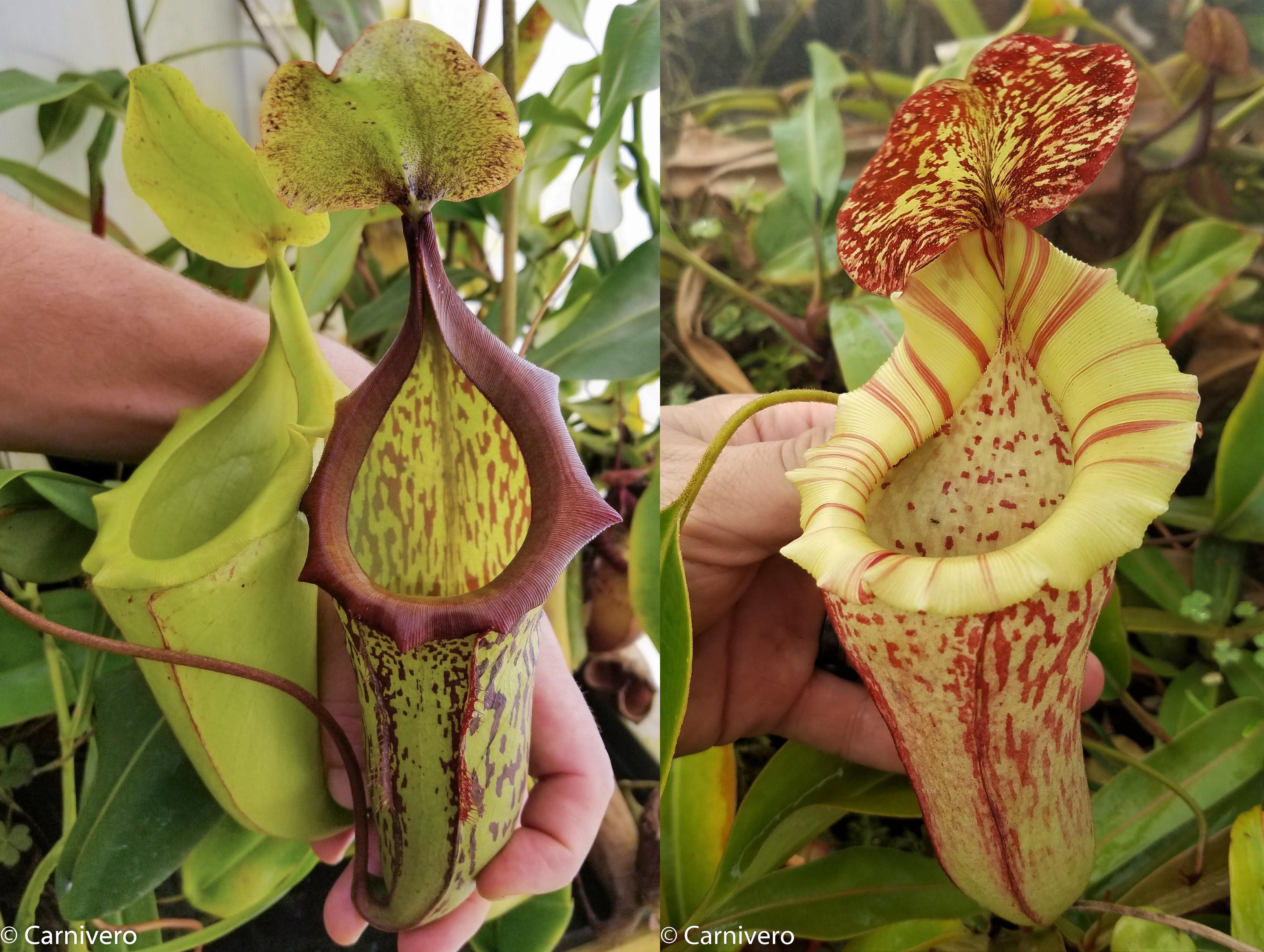標本 Venezuela Agacephala bicuspis 32mm Nepenthes (maxima x campanulata) x [(lowii x veitchii) x boschiana