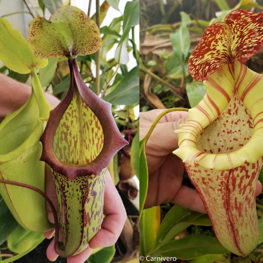 Nepenthes (maxima x campanulata) x [(lowii x veitchii) x boschiana]-white, CAR-0056