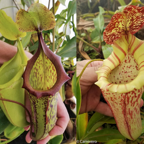 Nepenthes plant with two pitchers left purple edged speckled green and right pale yellow with red speckles and striped lip