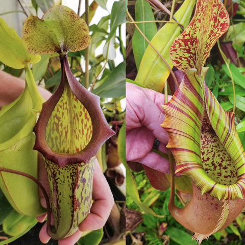Split image of Nepenthes Big showing a green tubular pitcher with purple mouth left and a striped green red pitcher right.