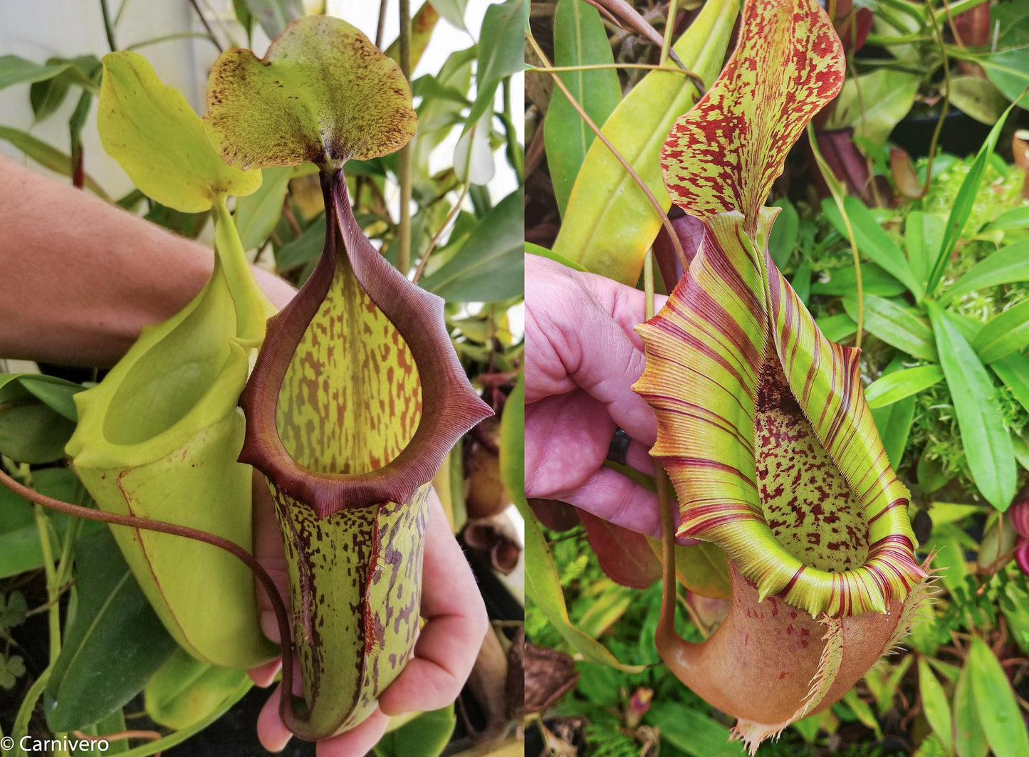 Nepenthes (maxima x campanulata) x (northiana x veitchii) -'Big', CAR-0296