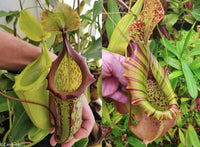 Nepenthes (maxima x campanulata) x (northiana x veitchii) -'Big', CAR-0296