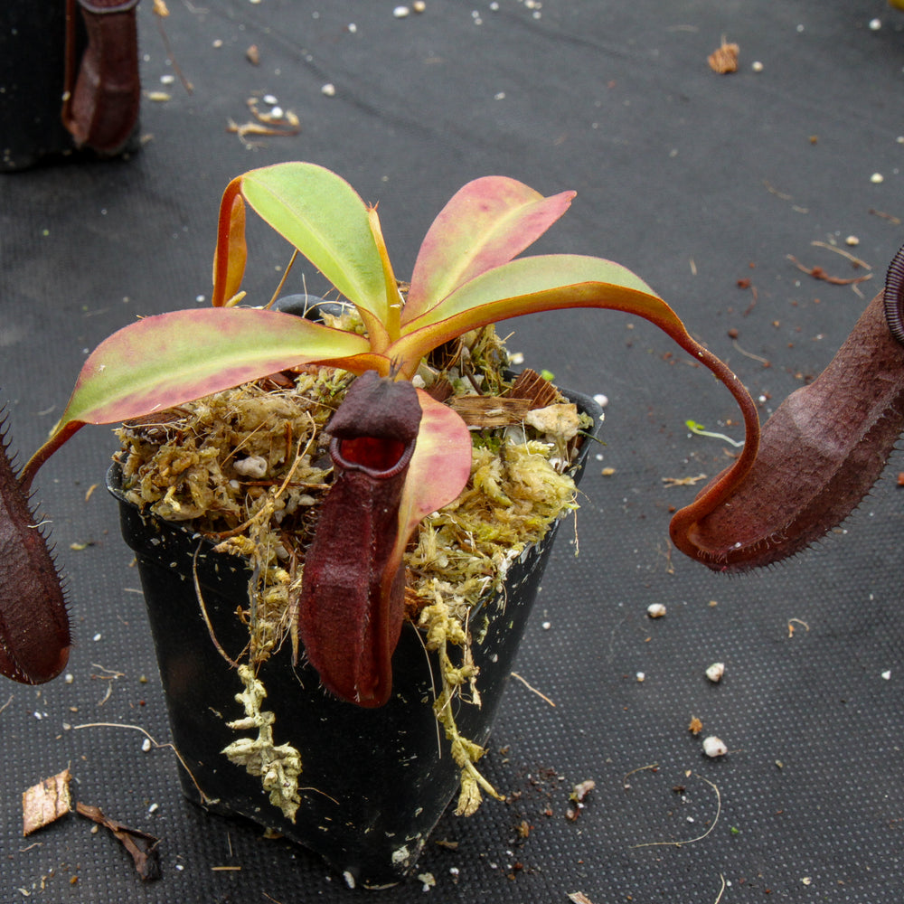 
                      
                        Nepenthes maxima x ramispina, BE-3740
                      
                    
