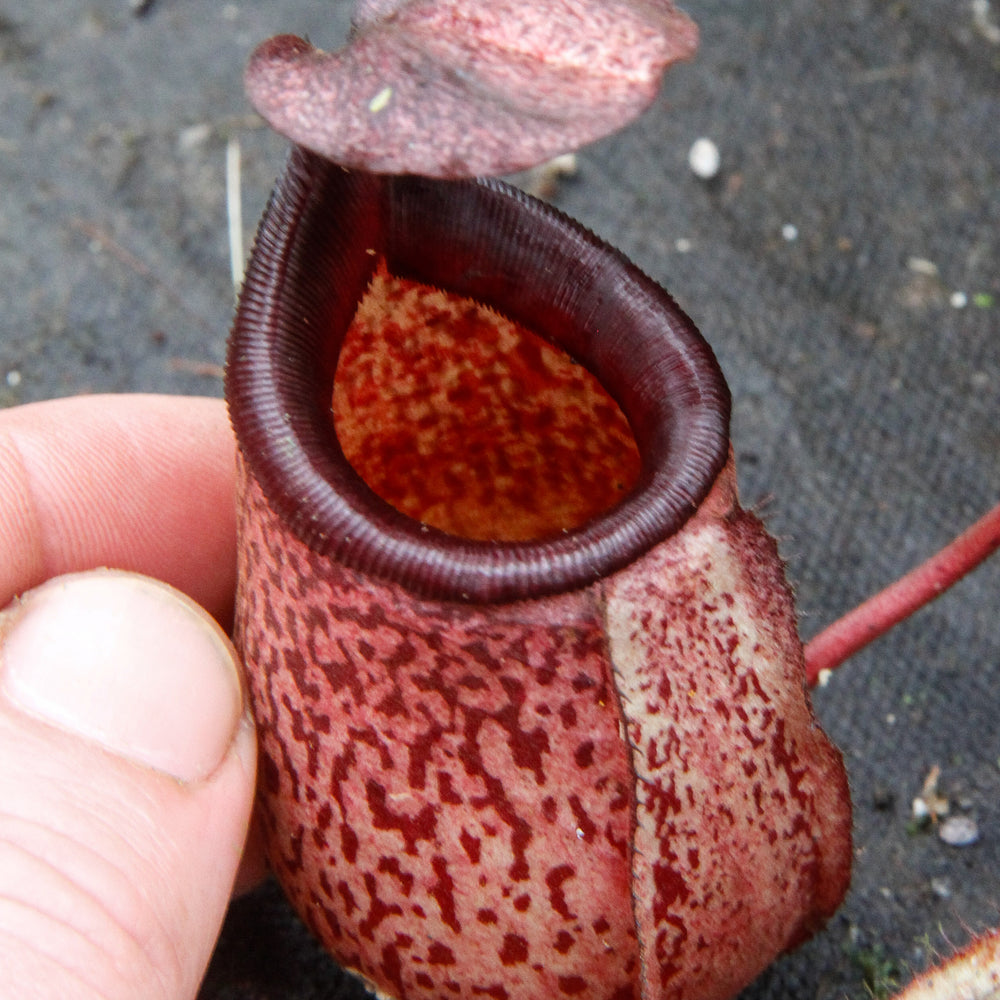
                      
                        Nepenthes maxima x sibuyanensis - DM040
                      
                    