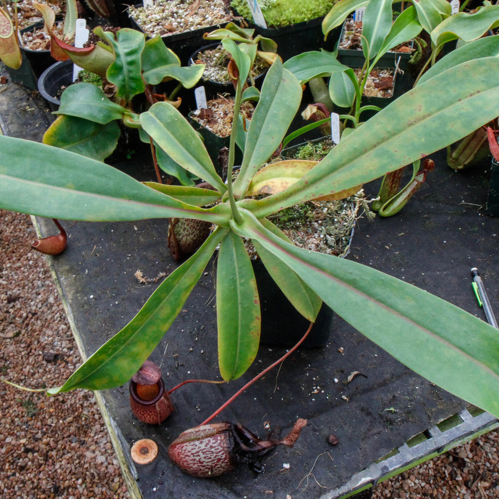 
                      
                        Nepenthes maxima x sibuyanensis - DM040
                      
                    