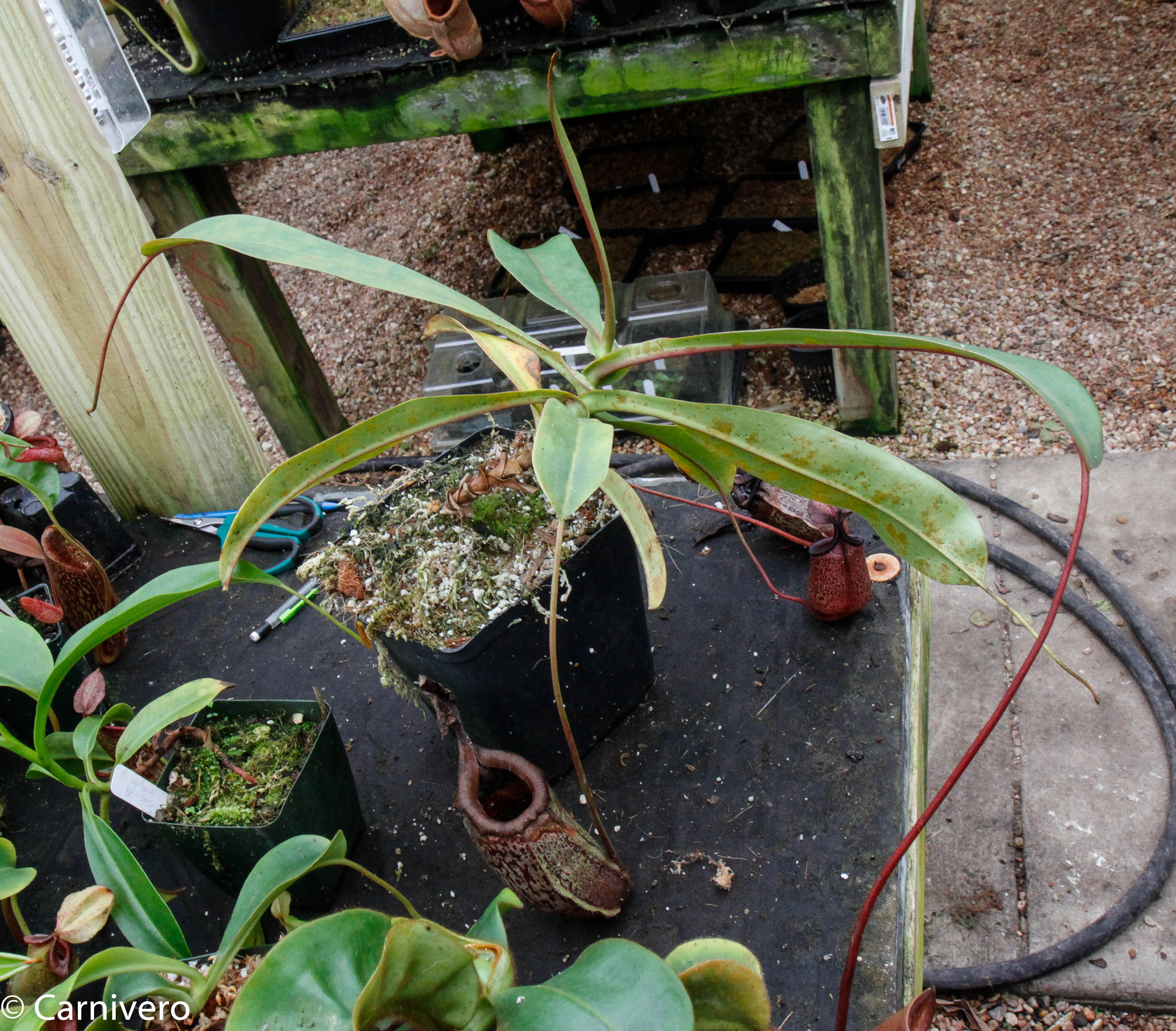 Nepenthes maxima x sibuyanensis - DM040 – Carnivero