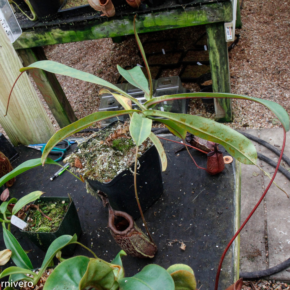 
                      
                        Nepenthes maxima x sibuyanensis - DM040
                      
                    
