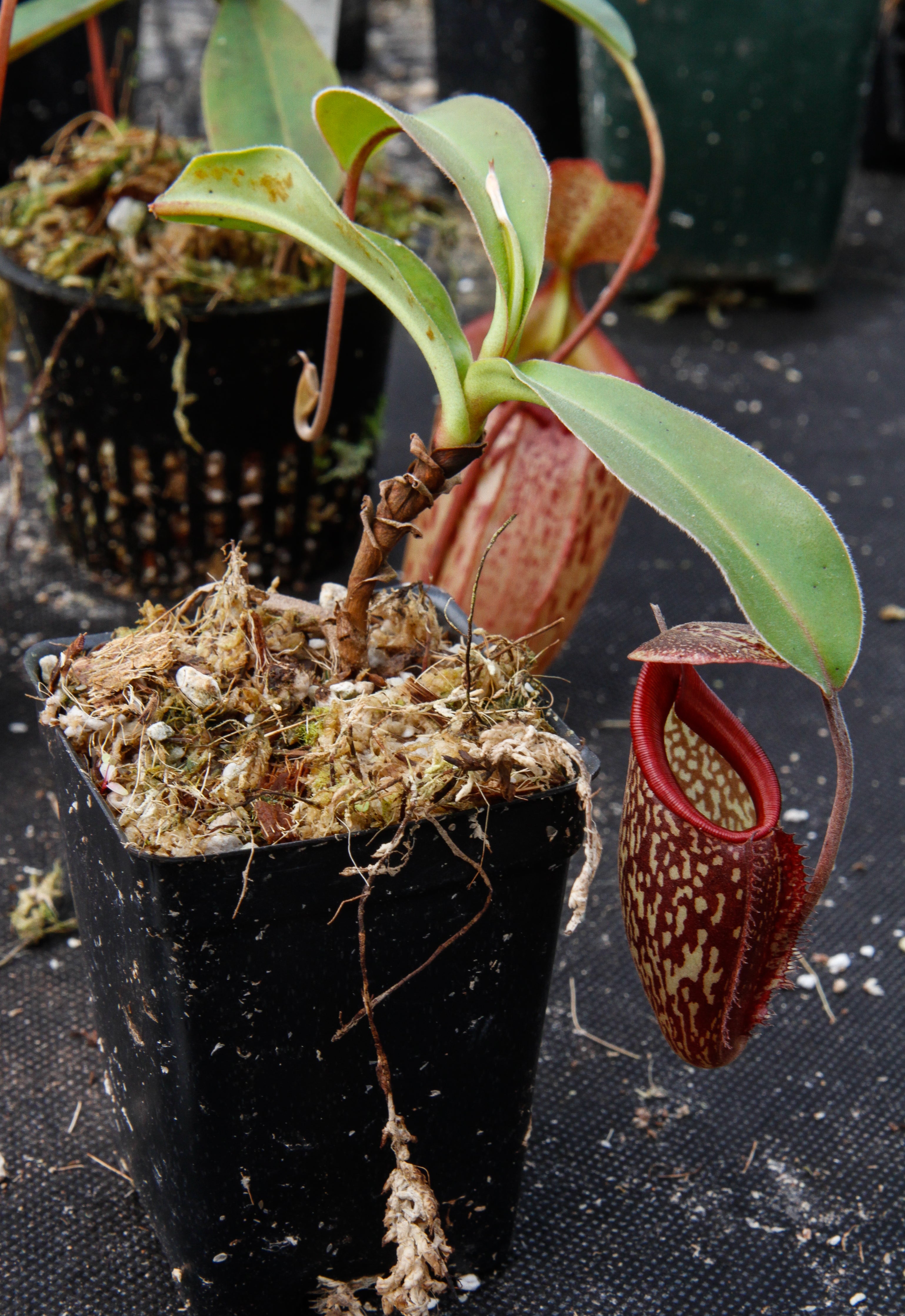 No.120 Agave \"緋紅牡丹\" × Incomplete pot Nepenthes petiolata x talangensis BE3762 – Bergen Water