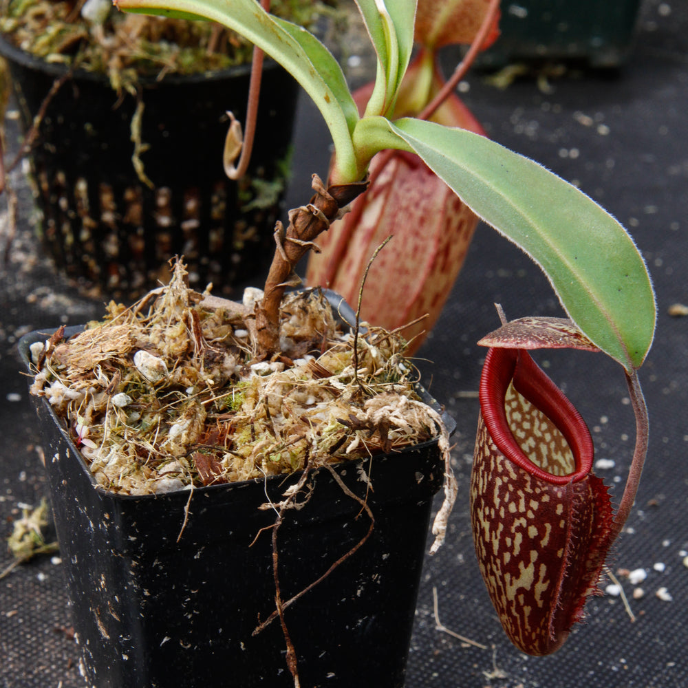 
                      
                        Nepenthes maxima x talangensis "Lady Pauline", BE-3679
                      
                    