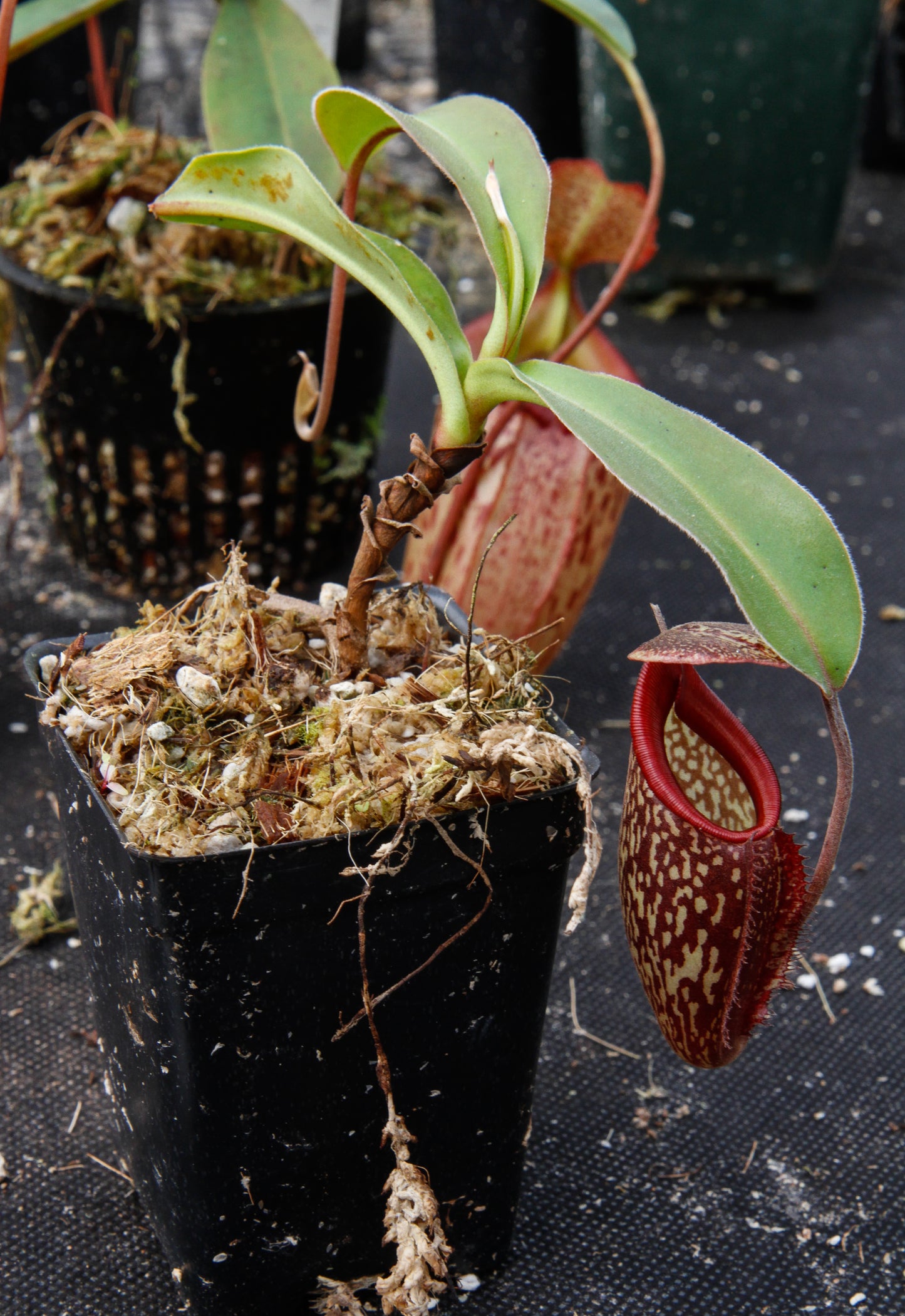 Nepenthes maxima x talangensis 