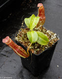 Nepenthes maxima x Trusmadiensis